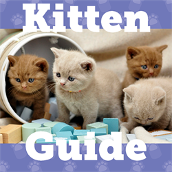 Kitten Guide Image
